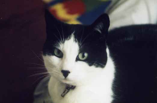 Our Cat